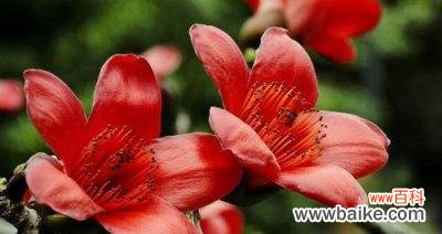 木棉花花语及适合送的人群解析 以木棉花为寓意的礼物，送给那些特别的人