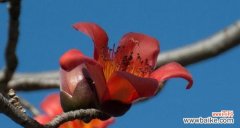 木棉花花语和寓意的深入解读 木棉花