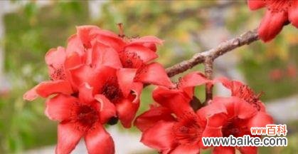 木棉花花语和寓意的深入解读 木棉花