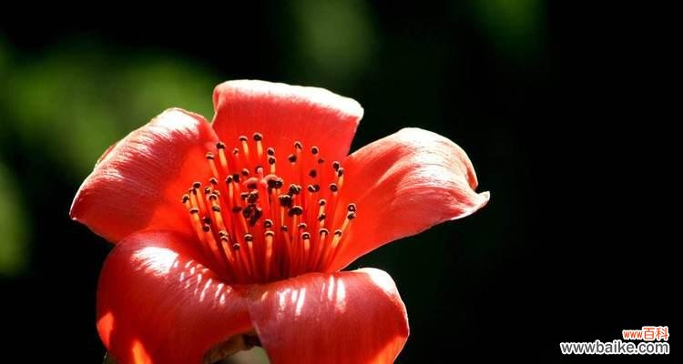 探寻木棉花的象征与美丽 木棉花的寓意与意义