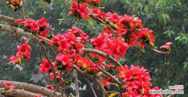 探寻木棉花的象征与美丽 木棉花的寓意与意义