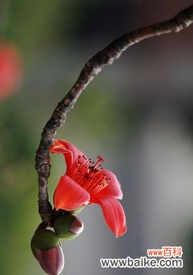 探寻木棉花的象征与美丽 木棉花的寓意与意义