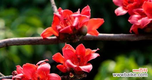 木棉花的象征意义和情感表达 木棉花的寓意与花语——生命的坚韧与美丽