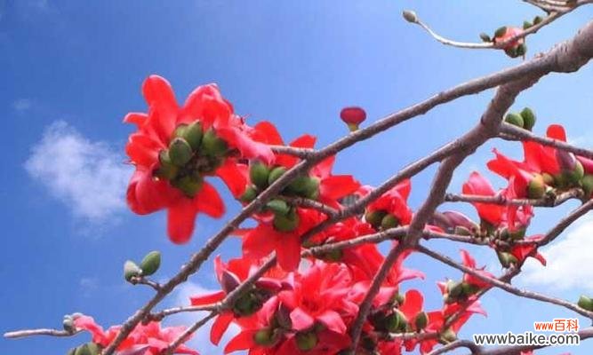 木棉花的象征意义和情感表达 木棉花的寓意与花语——生命的坚韧与美丽