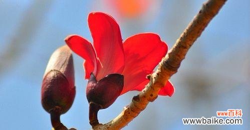 解读木棉花的文化内涵及生态价值 木棉花的象征意义与美丽之谜