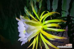 神奇的火龙果花 火龙果花的美丽与寓意