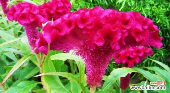 揭秘鸡冠花的风水福利 鸡冠花风水