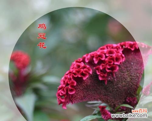 揭秘鸡冠花的风水福利 鸡冠花风水