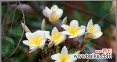 探秘鸡蛋花的花语与寓意 鸡蛋花