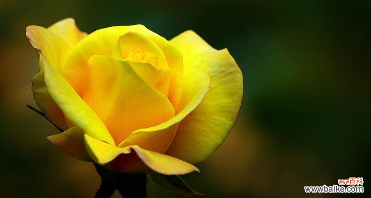 传递温暖与希望的黄月季花 黄月季花的寓意与象征意义