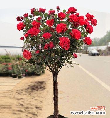 传递温暖与希望的黄月季花 黄月季花的寓意与象征意义