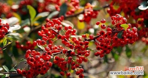 探寻火龙果象征的意义 火龙果的祝福与寓意