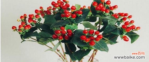 从神秘的七龙珠到迸发的灵感 火龙珠的花语