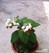 从神秘的七龙珠到迸发的灵感 火龙珠的花语