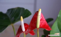 探究火鹤花在风水中的角色与影响 火鹤花的风水寓意与摆放位置