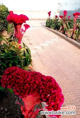 鸡冠花花语的神秘之美 鸡冠花的花语