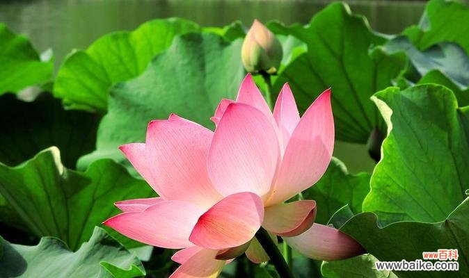 荷花风水寓意与忌讳全解析 家中养荷花的吉利之道