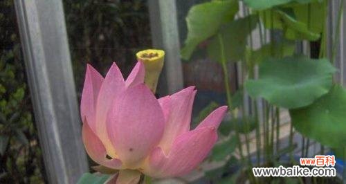 荷花风水寓意与忌讳全解析 家中养荷花的吉利之道