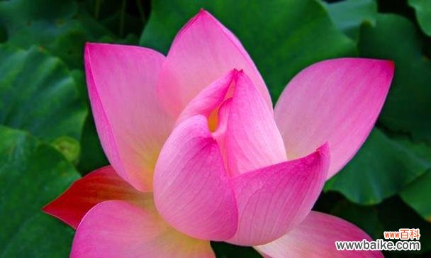 荷花风水寓意与忌讳全解析 家中养荷花的吉利之道