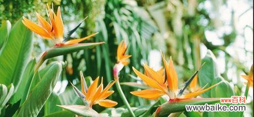 洋桔梗风水的秘密与传承 洋桔梗风水之家居寓意