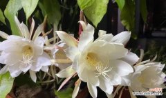 昙花吉利开花代表什么预兆 昙花吉利的象征意义及养殖方法