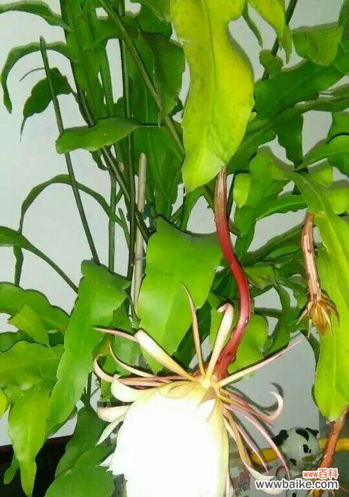 昙花吉利开花代表什么预兆 昙花吉利的象征意义及养殖方法