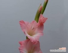 剑兰的花语解读及其在文化和艺术中的重要性 剑兰的花语与寓意