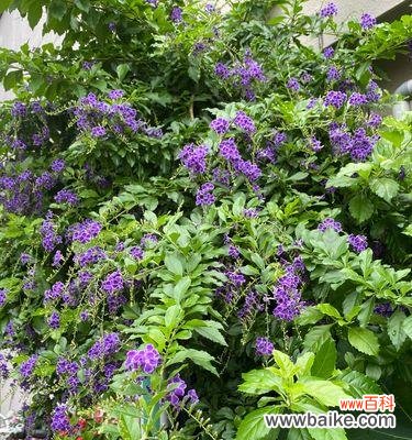 揭秘以假连翘的意义和象征 以假连翘的花语和寓意