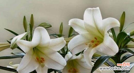 传递爱与美的金百合 金百合花语与寓意解读