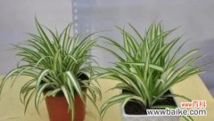 带来财富和健康的植物 金边吊兰的风水寓意与象征意义