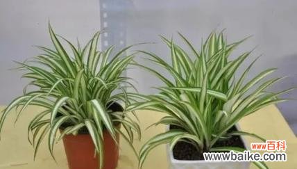 带来财富和健康的植物 金边吊兰的风水寓意与象征意义