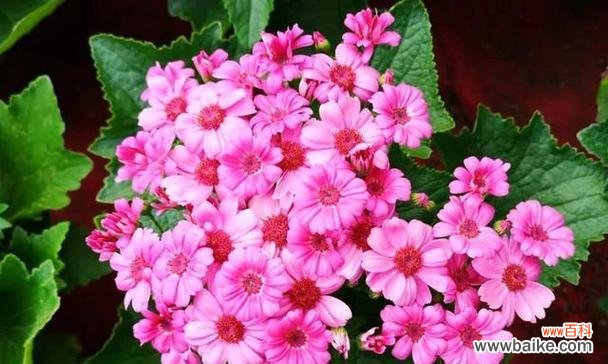 种什么花是好运气的象征？