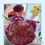 送奶奶手捧花有何特别寓意？