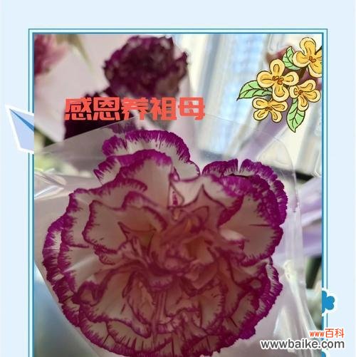 送奶奶手捧花有何特别寓意?