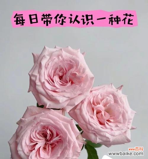 两束粉色玫瑰代表什么？粉色玫瑰花语的含义是什么？