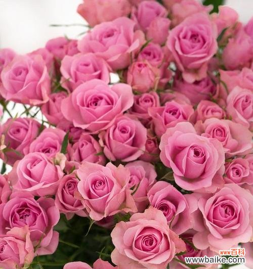 两束粉色玫瑰代表什么？粉色玫瑰花语的含义是什么？