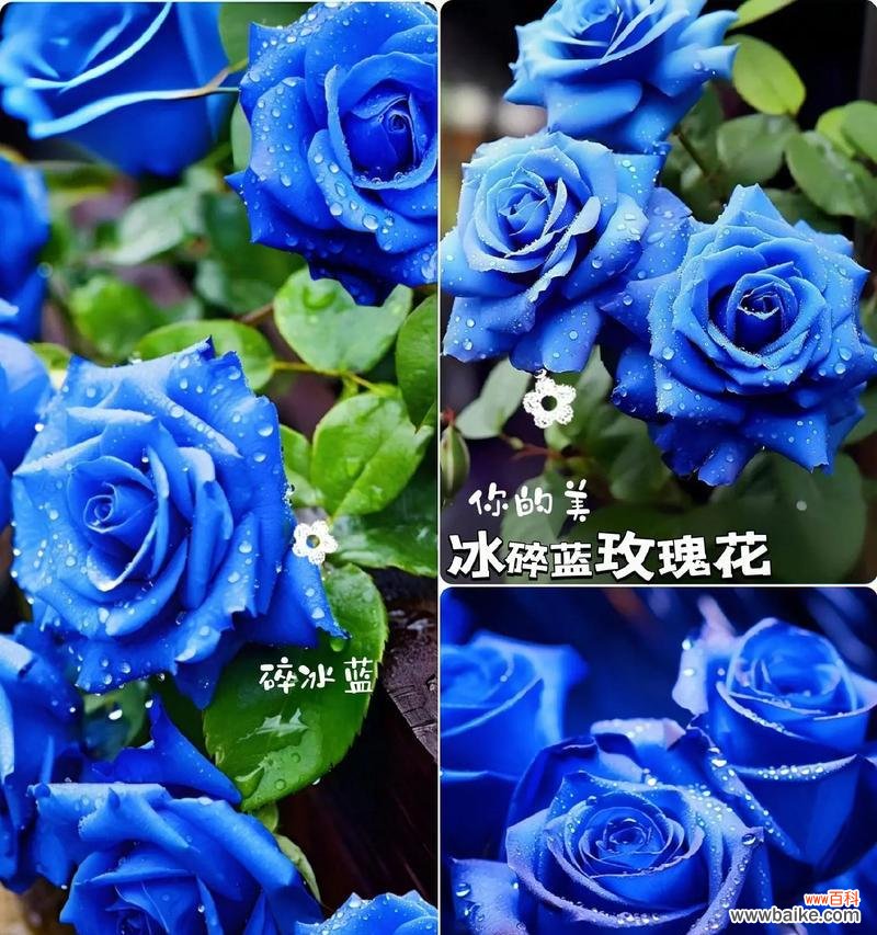 哪些花象征爱情?如何用花表达爱意?