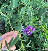 深度解读苜蓿花语的象征意义和文化内涵 苜蓿花语之美——传递爱与希望的媒介