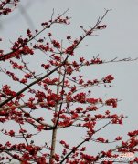 探寻木棉树的寓意与魅力 木棉树