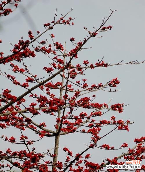探寻木棉树的寓意与魅力 木棉树