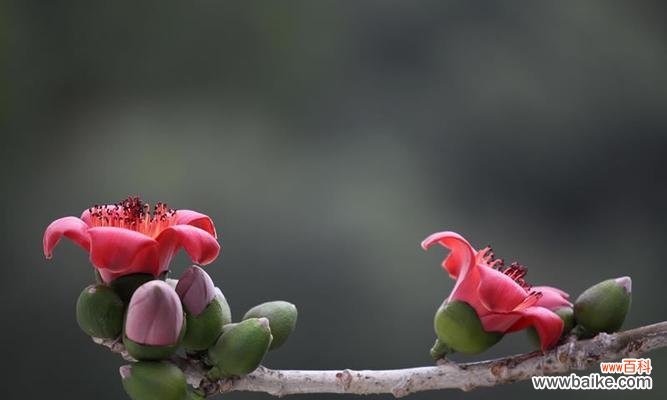 探寻木棉树的寓意与魅力 木棉树