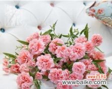 探究男友赠送康乃馨背后的含义 男朋友送康乃馨，代表着什么