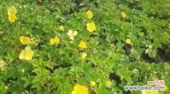 探索适应恶劣环境的绿色选择 耐盐碱植物的研究与应用