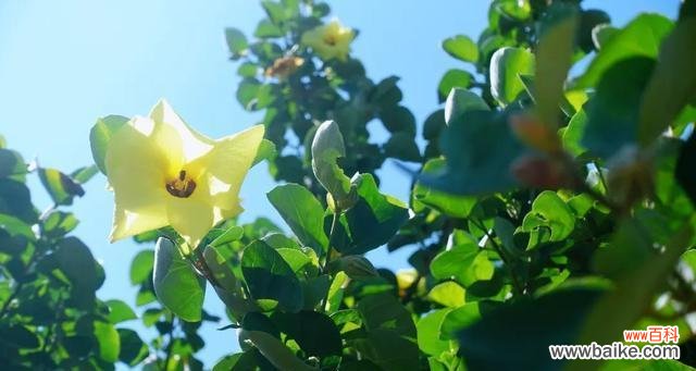 探索适应恶劣环境的绿色选择 耐盐碱植物的研究与应用