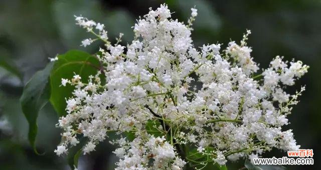 探索适应恶劣环境的绿色选择 耐盐碱植物的研究与应用