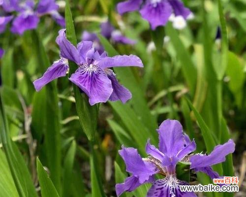 探究茑尾花的花语 茑尾花的花语与象征意义