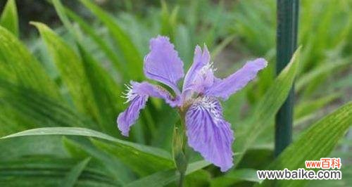 探究茑尾花的花语 茑尾花的花语与象征意义