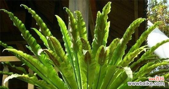 探索鸟巢蕨花语的深刻寓意与美丽意象 鸟巢蕨花语