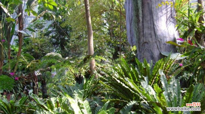 探秘鸟巢蕨的起源与传奇 鸟巢蕨的传说