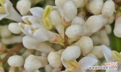 女贞花的花语与意义 女贞花的花语——美丽而坚韧的象征